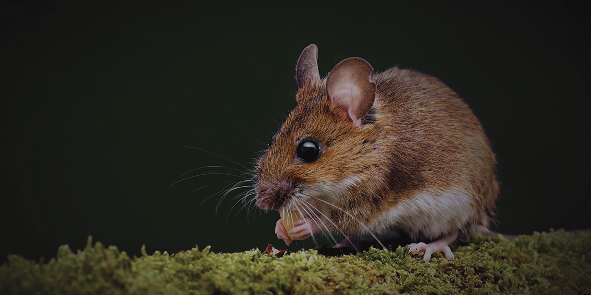 Peppermint Rodent Clips hero